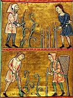 Entretien des vignes